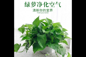 除甲醛選什麽綠植好 甲醛排名第一的（de）植物是它